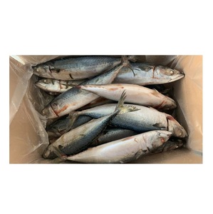 BQF IQF Pescado macarela del Pacífico entero congelado / macarela caballina congelada para exportación - Product Image 6