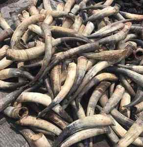 Punta de Cuerno de Búfalo de Alta Calidad, Ecológica, Hecha a Mano con Material Natural, para Decoraciones de Bodas y Festividades - ARTESANÍA Atemporal - Product Image 1