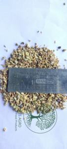 Meilleure vente Tribulus Terrestris (Gokshura) Sachet de thé séché Spécialité T-CUT de santé Infusion pour les herbes savoureuses en vrac - Product Image 4