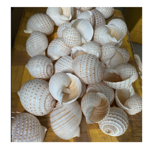 เปลือกหอยเทอร์โบเบอร์เนสธรรมชาติจากเวียดนามสำหรับตกแต่งบ้านชายฝั่ง - Product Image 3