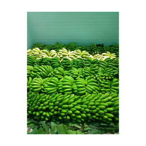 BANANE CAVENDISH FRAIS PRODUIT DE HAUTE QUALITÉ GRANDE TAILLE FRUITS EXOTIQUES MEILLEUR PRIX POUR L'EXPORTATION - Product Image 6