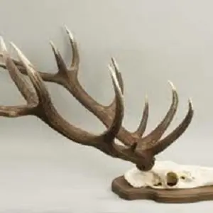 velvet Deer Antlers For Sale