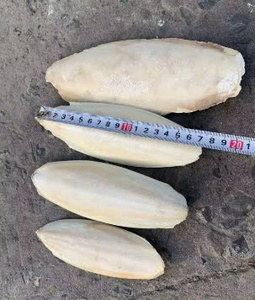 Blister limpio de hueso de sepia seco de Vietnam de alta calidad/hueso de sepia seco para pájaros/reptiles con precio barato - Product Image 5