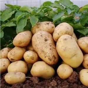 Pommes de terre fraîches de haute qualité certifiées CE, forme allongée, 100% matures, exportées à l'étranger au meilleur prix - Product Image 1