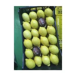 Top Quality Hot Selling Juicy Fresh Citrus Fruit Adalia and Verna Green Yellow Fresh Lemon from Egypt for Sale