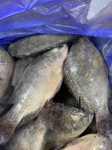 Tilapia noire congelée éviscérée IQF IWP Vente en gros Expédition rapide Origine ZA Durée de conservation de 12 mois Fabricant E$T Comestible - Product Image 6