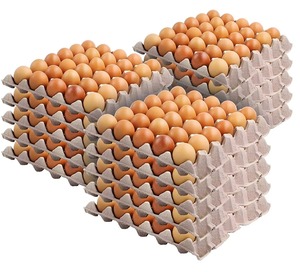 Mua trứng nở Ross 308 Chất lượng cao với Giao hàng nhanh từ các nhà cung cấp đáng tin cậy với giá bán buôn - Product Image 4
