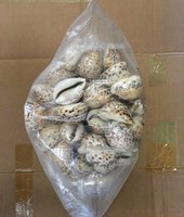 Coquillages de cauris de qualité supérieure à vendre en gros - Fournisseur en gros