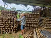 PENJUALAN BESAR TONGKAT BAMBU ALAMI dan BERKELANJUTAN/ TONGKAT BAMBU HIJAU/ TONGKAT BAMBU UNTUK TAMAN DARI ECO2GO VIETNAM