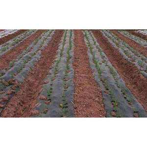 Tissu non tissé KOSITE 15-30 g/m² 43/44 pouces Spunbond 100% polypropylène pour couverture agricole et usage extérieur - Product Image 5