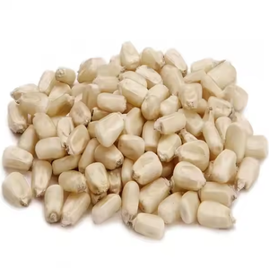 Maíz blanco seco Maíz blanco no OGM Maíz blanco para alimentación humana y animal - Product Image 1
