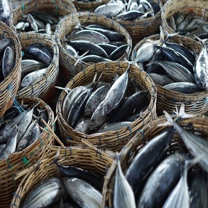 Produits de la mer de qualité supérieure: le plus grand fournisseur de thon listao en Suède - Product Image 1