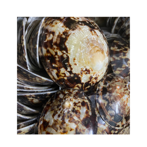 Concha de Lapa de conchas marinas a granel para exportación: una variedad de tamaños y formas - Product Image 1