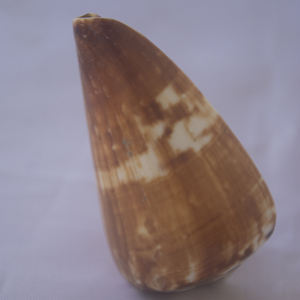 Conus vexillum Gmelin เปลือกหอยเครื่องประดับธรรมชาติเปลือกหอย conidae Conus เปลือกหอยขัดขนาด6-8ซม. - Product Image 4