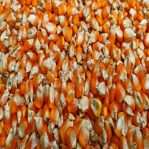Maíz Glutinoso Integral Seco de Alta Calidad, Amarillo Blanco, 13% de Humedad, Almacenamiento a Granel, Calidad Confiable y Consistente, 12 Meses - Product Image 1