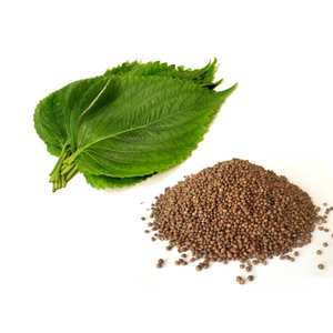 เมล็ดพันธุ์เวียท ฟาร์กิเม็กซ์ ปีริลลา (Perilla frutescens) ต้า ต้า, ชิโซเวียดนาม, สำหรับทำสเต็กเนื้อ, สมุนไพรเพื่อสุขภาพ - Product Image 2