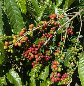 2025 New Crop Premium Vietnamese Robusta Green <b>Coffee</b> <b>Beans</b> 98% Maturity Honey Process Direct From Vietnam / ANNA DO VILACONIC - Product Image 1