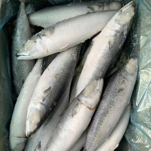 Pescado Caballa del Pacífico Congelado, Calidad Premium, Bajo en Grasa, Proceso de Congelación BQF, Exportación a Granel, Estándares Internacionales - Product Image 1