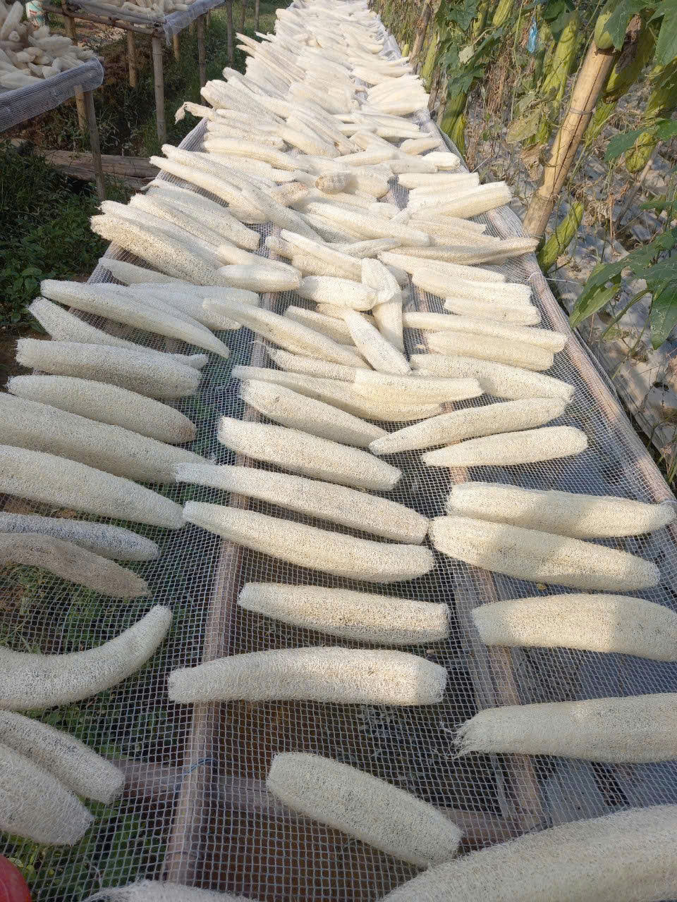 ธรรมชาติ