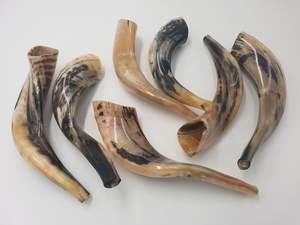 Haute qualité yéménite Shofar casher corne-poli naturel coquillage artisanat sculpté Style Animal décoration de la maison sculpture à la main - Product Image 5