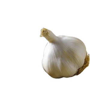 Thailand <b>Fresh</b> White <b>Garlic</b> 2023 <b>Garlic</b> Price Trend and List - Product Image 1