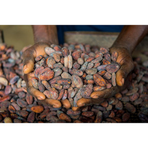 Granos de cacao naturales al por mayor, granos secos de la mejor calidad, Exportación a granel para mantequilla de chocolate en polvo y Alimentos del mercado internacional - Product Image 2
