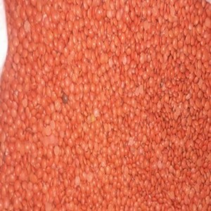 Lentejas Rojas Concentradas en Grandes Cantidades para Exportación Internacional y Mercados Mayoristas en Venta - Product Image 1