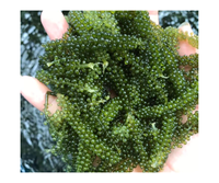 Uvas de Mar Deshidratadas Hechas en Vietnam, Algas Marinas del Fabricante, Productos 100% Naturales al por Mayor, Buen Precio