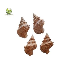เปลือกหอยธรรมชาติ Cypraea Caurica ขัดเงา แต่งสีแบบเคลือบ สัมผัสเหมือนจริง ขนาดสั่งทำได้ เป็นมิตรต่อสิ่งแวดล้อม สีเขียว ผลิตในเวียดนาม สำหรับงานศิลปะพื้นบ้านและของสะสม - Product Image 2