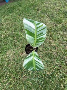 ต้นไม้พุ่มกล้วยหลากสี ทนน้ำ เป็นมิตรกับสิ่งแวดล้อม ใบสัมผัสธรรมชาติ ความสูง 50 ซม. - Product Image 4