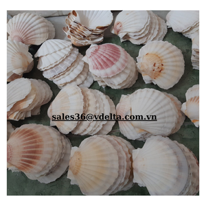 Conchas de Vieira Coloridas para Adornos Decorativos Hechas en Vietnam/ Sra. Lima - Product Image 6