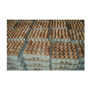 ไข่ไก่ขาว ไข่ไก่สีน้ำตาล ไข่ไก่สด สะอาด ไม่ผ่านการแปรรูป 360 ฟองต่อกล่อง ส่งออกจากเยอรมนี พร้อมส่ง มีสินค้าในสต็อก อัตราการฟักสูง อายุการเก็บรักษา 12 เดือน - Product Image 4