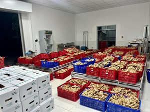 Tốt nhất bán <span class=keywords><strong>2025</strong></span> cây trồng mới cho trẻ & cũ-cao tiêu chuẩn xuất khẩu gừng trẻ & cũ gừng tươi ingwer gingembre/Anna làm - Product Image 2