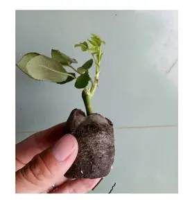 Groothandel Natuurlijke Cocoturfpallet Voor Snelgroeiende Zaadstartplanten Tegen Lage Prijs Van Vietnam Fabriek