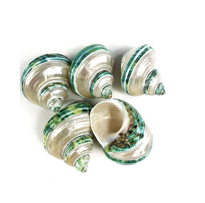 Coquillage Turbo poli parfait pour les projets artisanaux de décoration d'aquarium et les conceptions de pièces côtières - Product Image 1