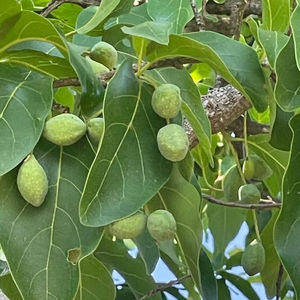 ผลไม้แห้งทั้งลูก ต้นไม้ป่า ทิวเรียล ชีบูลา สมุนไพรเกษตรกรรม SPDK อาโกรสเฟียร์ ภูมิที่ภูเขาสูง ตะวันตกมหาราษฐ์ อินเดีย - Product Image 1