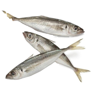 Pescado de caballa del Pacífico congelado 200-300g BQF Entero de alta calidad Mejor grado Paquete al vacío Entrega rápida Precio bajo Venta al por mayor disponible - Product Image 3