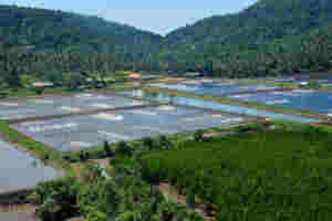 Bioflok-meilleurs probiotiques pour la formation de floc - Product Image 3