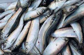 Pescado de arenque de alta calidad estándar listo para exportar - Product Image 5