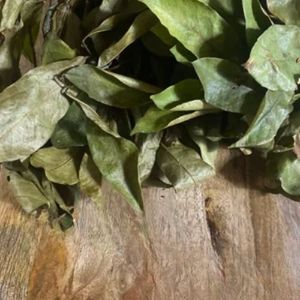 Feuilles de corossol entières vertes naturelles séchées biologiques pures de qualité supérieure pour tisane - Product Image 6