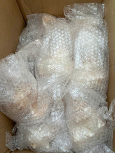 Conchas de casco con cuernos de primera calidad para una decoración costera única procedente de Vietnam a precios razonables - Product Image 2