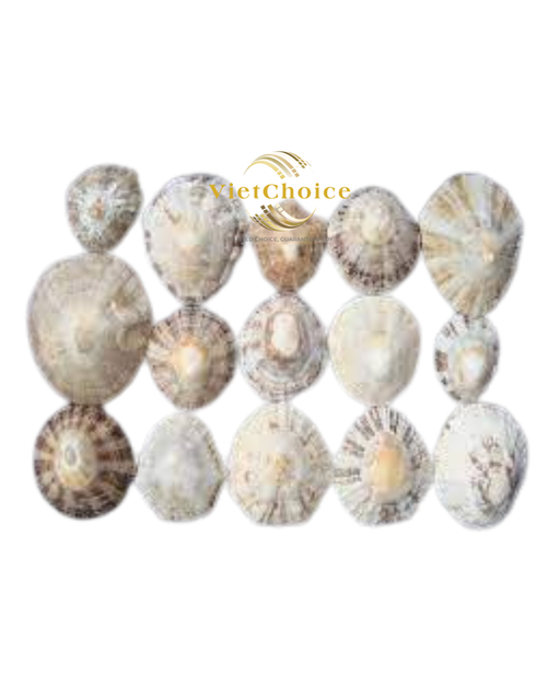 Shock Price Polished Limpet Shell Customization 100% Natural Shell Eco-Friendly Wholesale Vietchoice Brand Choice Made