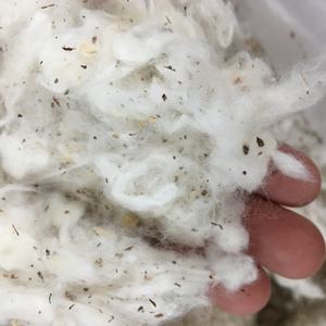 Déchets de coton Application marine Matériau de rembourrage d'absorption d'eau de haute qualité pour tissu Origine vietnamienne Mme Serena - Product Image 1