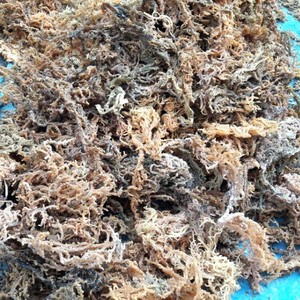 MOUSSE DE MER BIOLOGIQUE COTTONII ALGUES-Du Vietnam Wildcrafted Export - Product Image 4