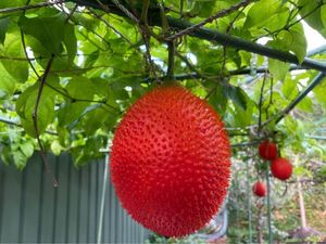 น้ำมันผลไม้ Gac ออร์แกนิก100% เครื่องเทศและสมุนไพรเดี่ยวจากเวียดนาม - Product Image 5