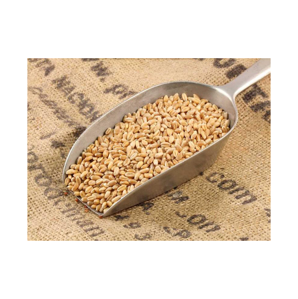 Aditivo disponible en grano de trigo глютен Trigo экспортные цены специально отобранные рисовые навалки для зерна короткой пшеницы