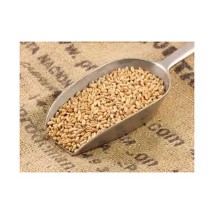 Aditivo disponible en grano duro di trigo Gluten Trigo prezzi all'esportazione riso sfuso chicco di grano corto appositamente selezionato