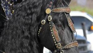 Harnais et collier de poitrail en cuir véritable vintage de haute qualité, best-seller, équipement pour chevaux en cuir de vache, prêt à être expédié - Product Image 2