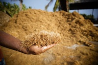 Bloc de fibre de coco biologique écologique non lavé Coco Crush, biodégradable, haute rétention d'eau