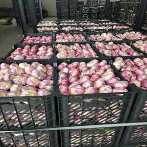 Ajo Congelado GMO de Primera Calidad, Vegetales Mixtos a Granel de Tailandia, Mejor Precio de Ajo Fresco Congelado IQF de Alta Calidad - Product Image 6